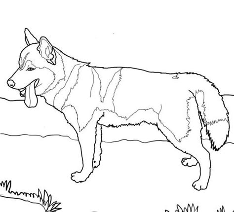 And you can freely use images for your personal blog! Siberian Husky Dog Coloring page | Husky siberiano ...