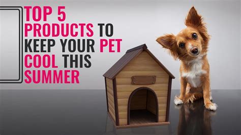 Top 5 Products To Keep Your Pet Cool This Summer - Petmoo