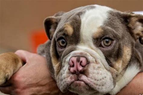 Bulldogs are the 4th most popular dog breed because they are friendly, calm, courageous and adorable. {1000+} » Bulldog Names » Which Most Popular In The Worlds