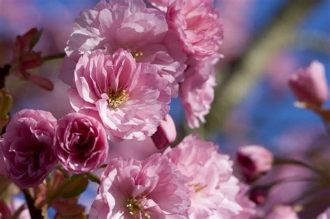 Free Images Tree Branch Flower Petal Bloom Spring Produce Pink