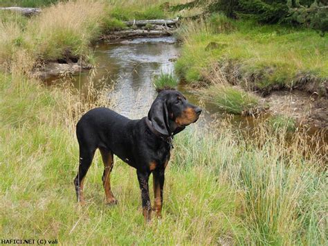 Ramen noodles are swimming in a deliciously balanced soup with hot spiciness and a melow nutty sweetness. Black and Tan Coonhound