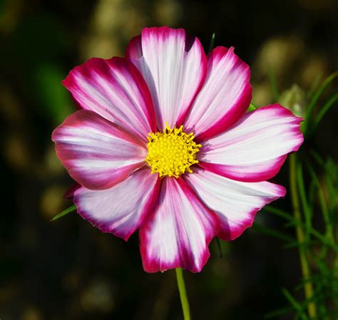 Cosmos Bipinnatus ‘sensation Candy Stripe Seedscape