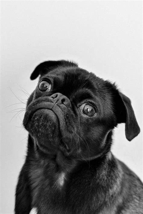 15 Fun Facts About Pugs That Will Amaze You