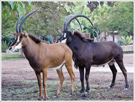 Female And Male Sable Antelope Sables Tend To Be Found In Woodland