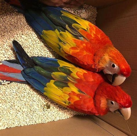 scarlet macaw birds for sale price