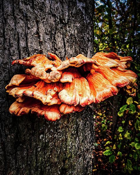 The Fungus Among Us Photograph By Ttwa Photography Pixels