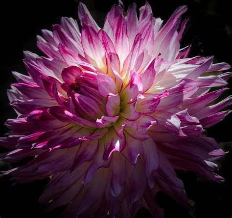 Dahlia Flowers Pink Nature Hd Wallpaper Peakpx