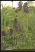 Phyteuma spicatum subsp. nigrum | Groeninfo.com