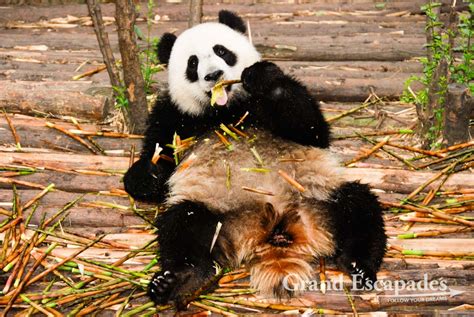 Chengdu Giant Panda Breeding Research Base Travel Aficionados