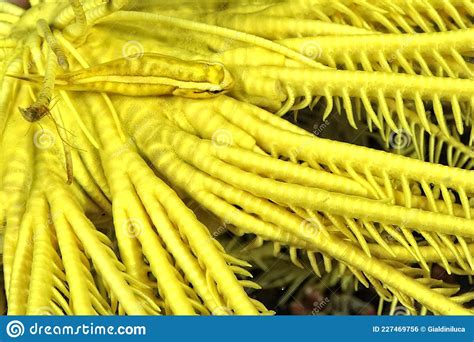 A Picture Of A Crinoid Clingfish Stock Photo Image Of Crinoid