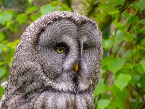 Bearded Owl Bearded Owl Snowy Owl Stock Image Image Of Animal Eyes
