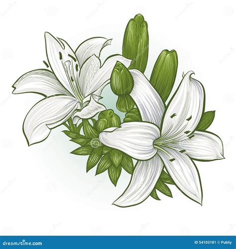 Flowers Lilies Stock Vector Illustration Of Flowers 54103181