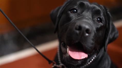Here Are Denvers Most Popular Dog Breeds