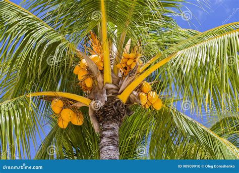 Coconuts Palm Tree Perspective View From Floor High Up Stock Photo