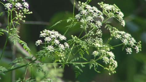 Poison Hemlock How To Spot And Control The Potentially Deadly Plant Kboi