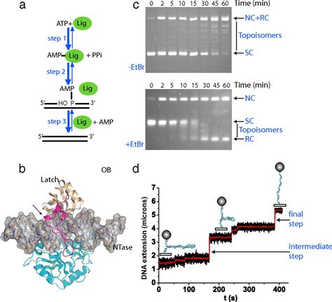 Dynamics Of Phosphodiester Synthesis By Dna Ligase Pnas