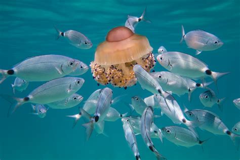 Jellyfish Eating Fish