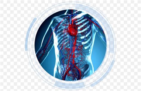 Circulatory System Heart Anatomy Human Body Cardiovascular Disease Png