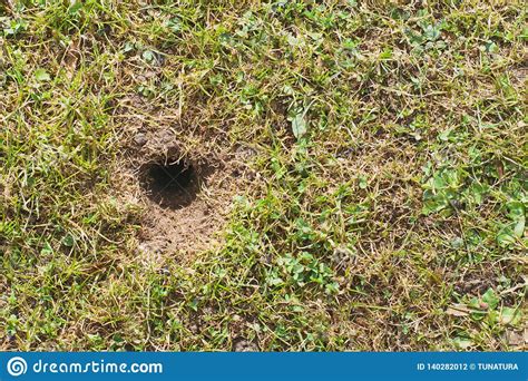 Mouse Or Vole Hole In The Spring Lawn Lawn Cultivation Problem Stock