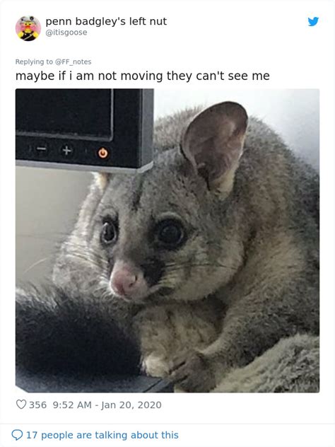 Possum Trashes Womans Office In Australia Becomes A Meme Bored Panda