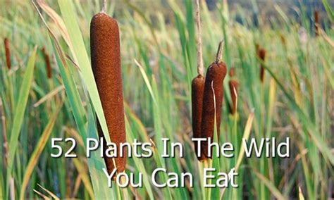 52 Plants In The Wild You Can Eat Homestead And Survival