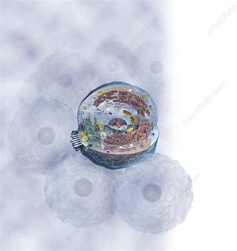 Human Cell Cross Section Stock Image C0198431 Science Photo Library