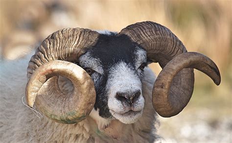 Do Female Sheep Have Horns Ewe Horns Explained Fauna Facts