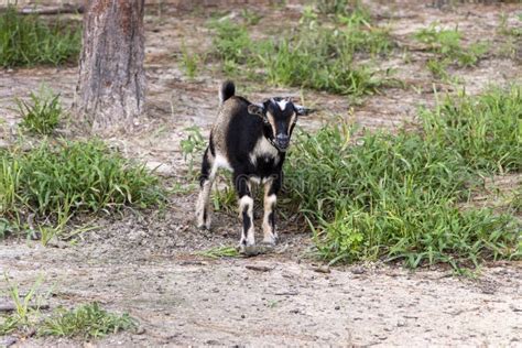 Nigerian Dwarf Goat Kid Female Stock Image Image Of Female Meat