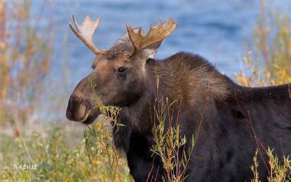 Moose Desktop Animal Computer Wallpapers Backgrounds Bull