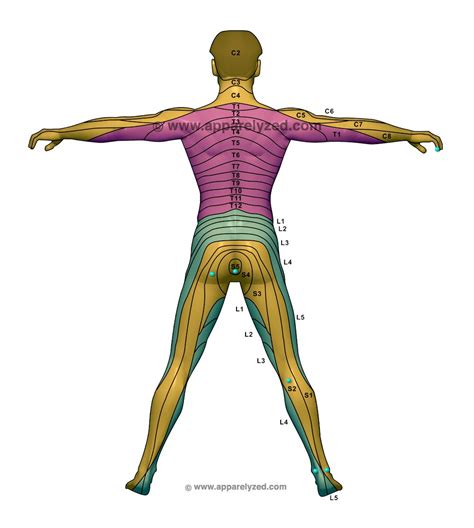 Dermatome Chart Dermatome Map Body Chart Spine Health Kinesiology