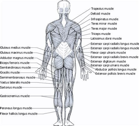 Human Anatomy Diagram Picture Human Anatomy