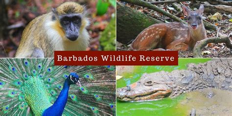 Barbados Attractions Barbados Wildlife Reserve