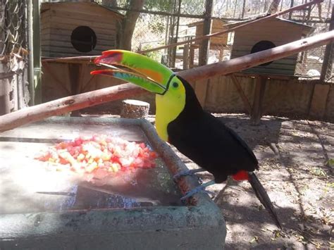 Zoológico De El Picacho Abre Sus Puertas A La Población Hondureña