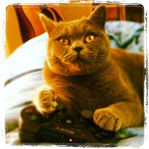 Cats Playing Video Games Popsugar Tech