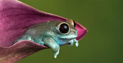 Frogs Have Some Of The Biggest Eyes Of All Vertebrates Natural
