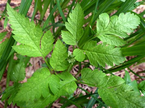 Lobed Leaves Photos Of Osmorhiza Depauperata Apiaceae