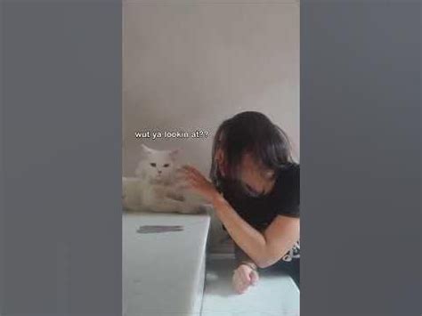 Kitten Memes That Make You Want A Cat Immediately Shorts Youtube