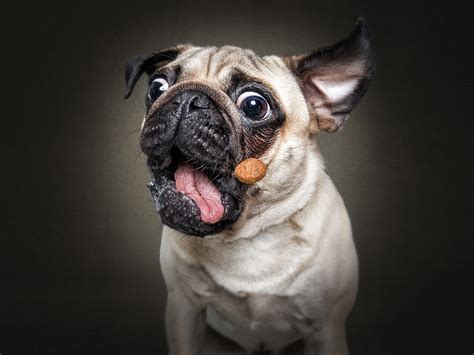 The Unbridled Joy Of Dogs Catching Treats