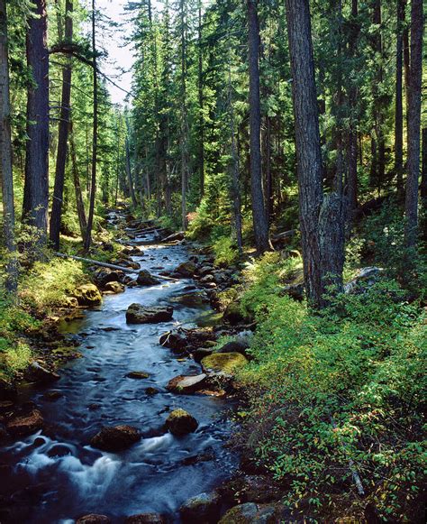 River Flowing Through A Forest South Photograph By Panoramic Images Fine Art America
