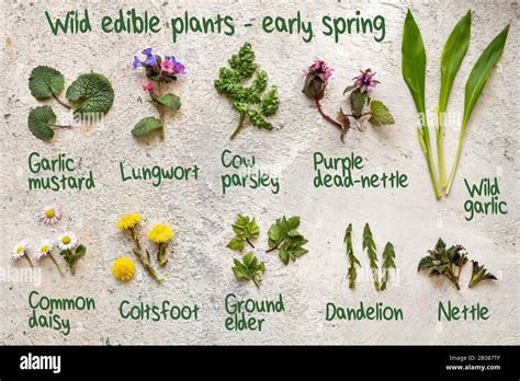 Wild Edible Plants Hi Res Stock Photography And Images Alamy