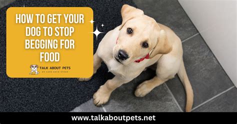 How To Get Your Dog To Stop Begging For Food Complete Guide