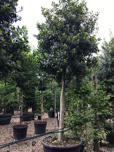 Screening Trees, Specimen and Semi Mature Trees | Practicality Brown