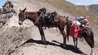 Gaited Mules - 2018 Colorado Trail Ride - YouTube