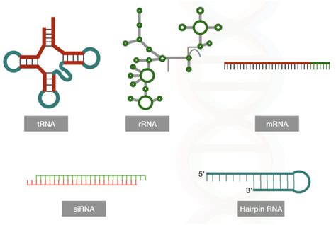 Sirna Small Interfering Rna Structure And Function