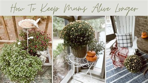 How To Keep Mums Alive Longer~fall Garden Mum Care~garden Tips~fall