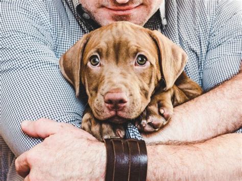 Adoptar Un Perro Claves Requisitos Y Consejos A Tener En Cuenta