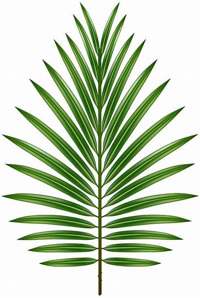Palm Leaf Transparent Leaves Clipart Yopriceville Border