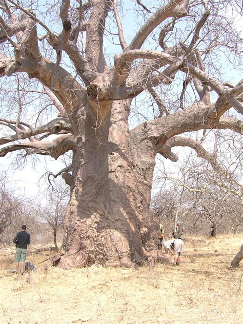 Baobab Tree In Limpopo Jo Flickr
