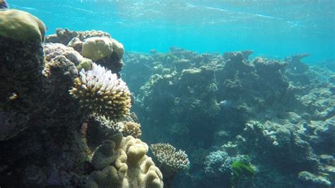 Visiting Australias Great Barrier Reef A Reporter Reflects On Its Crisis