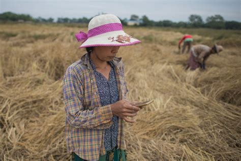 Profits Myanmar Farmers Making With Smartphone